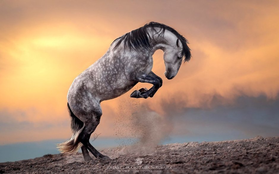 Накаченный мужчина на коне