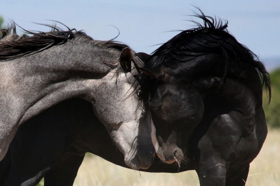 Порода лошади арабская Мустанг