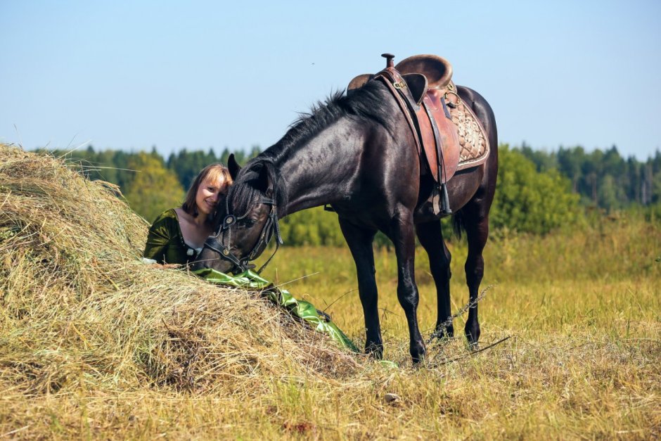 Лошадь упряжь броня
