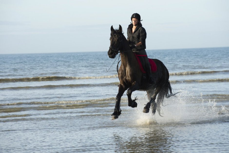 Лошадь фриз Фридрих Великий