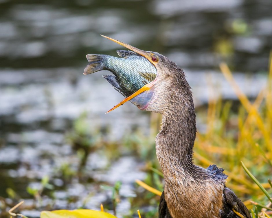 Darter Bird Fly