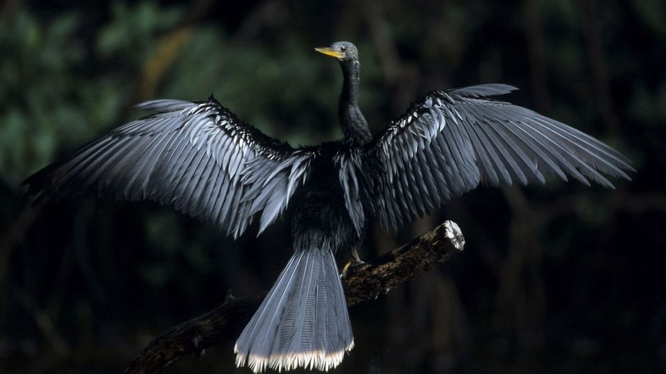 Darter Bird