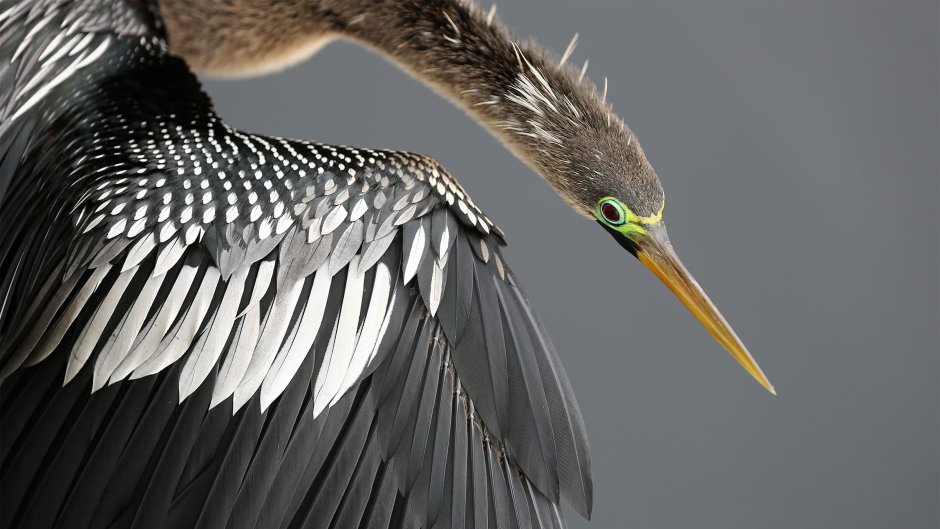 Darter Bird