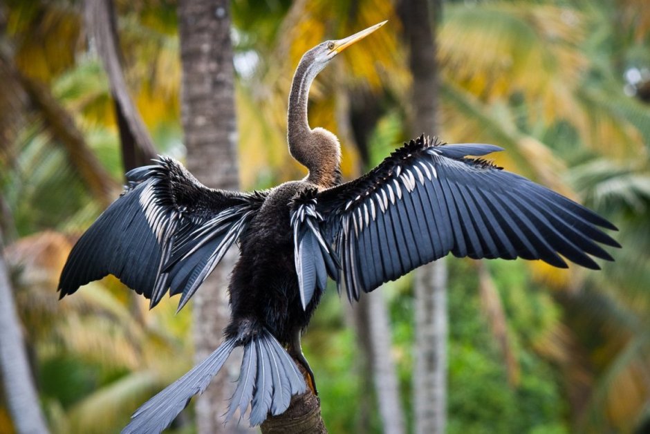 Anhinga novaehollandiae