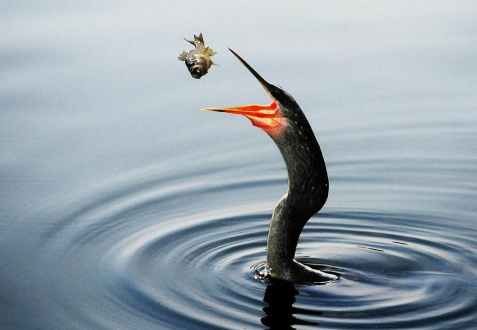 Anhinga Rufa