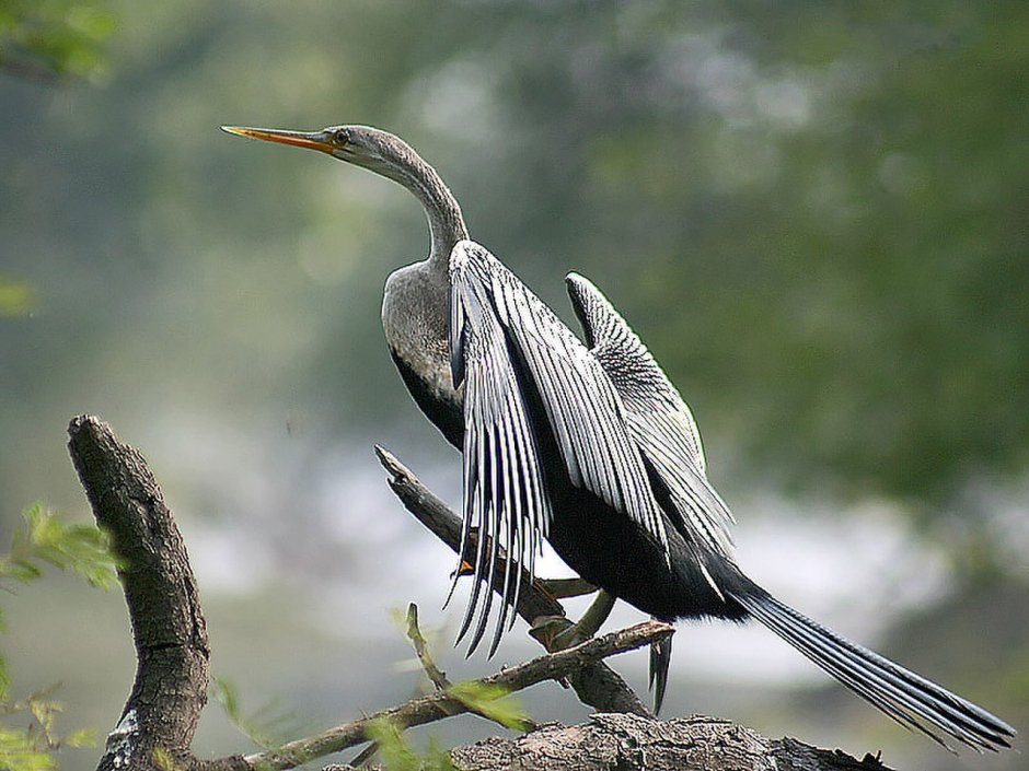 Anhinga Anhinga