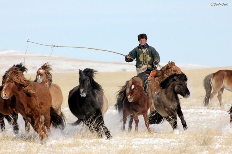 Mongol лошадь