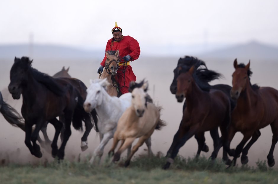 Породы лошадей в Монголии