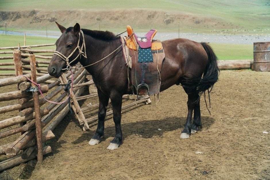 Конь монгольской породы