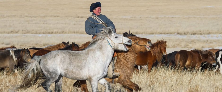 Монгольская лошадь и русская лошадь