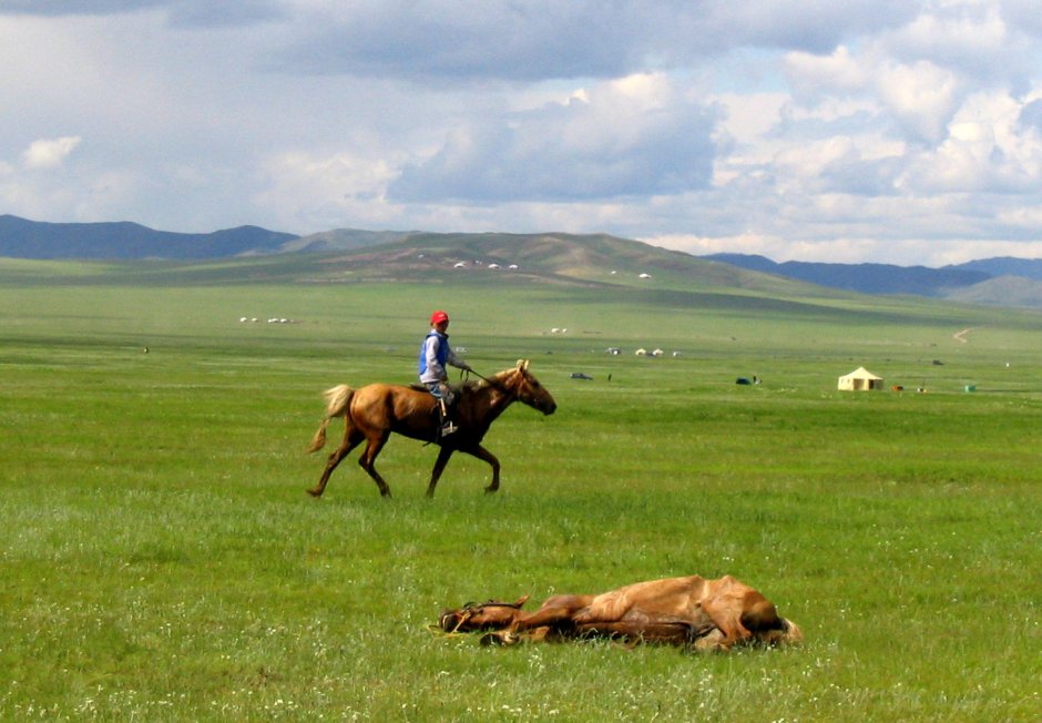 Монгольская лошадь с вьюками