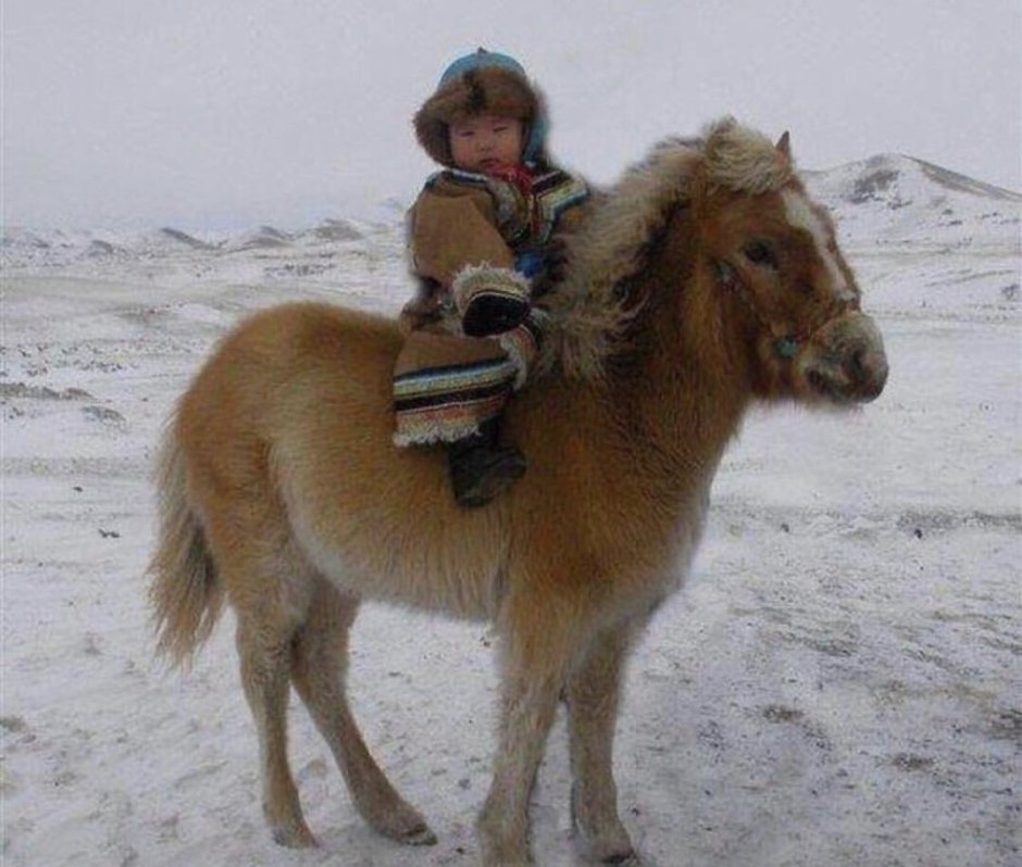 Низкорослые лошади Монгол