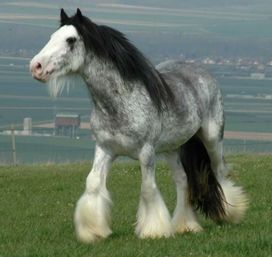 Караковый Шайр