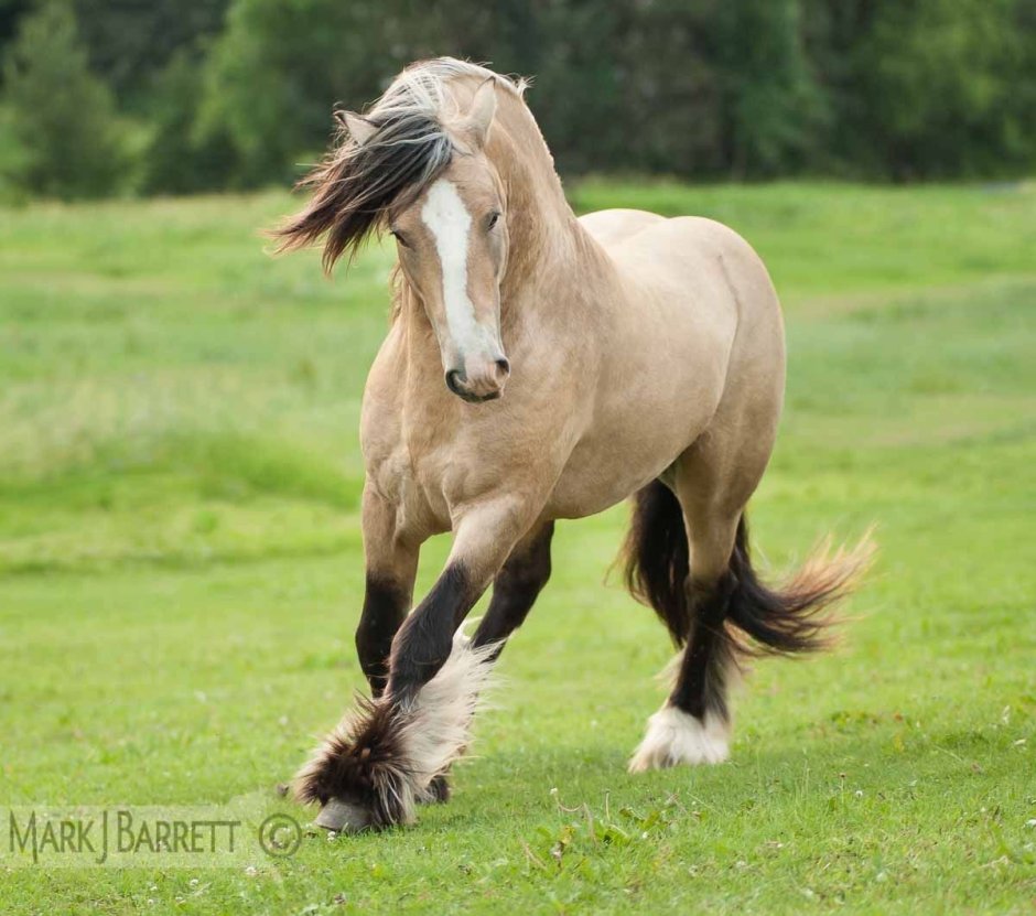 Лошадь породы Gypsy Vanner