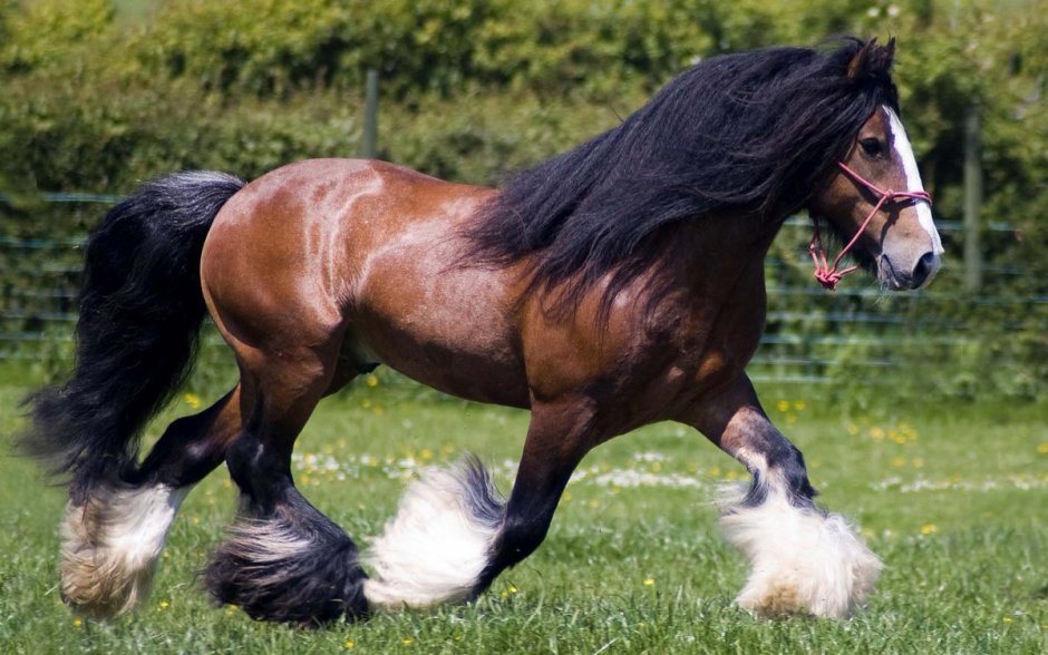 Лошадь породы Gypsy Vanner