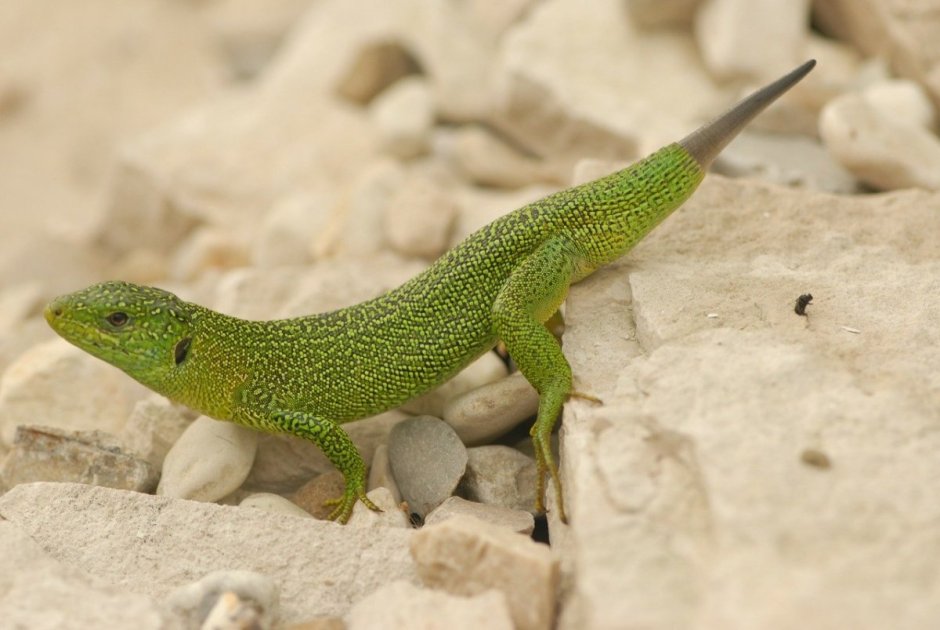 Ящерица прыткая (лат. Lacerta Agilis)