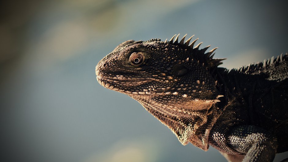Lizard King ящерица