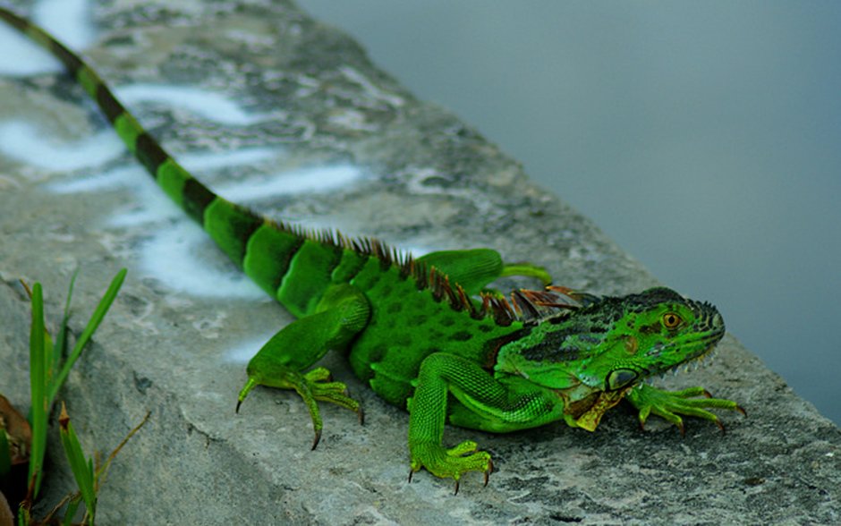 Игуана обыкновенная ( Iguana Iguana)