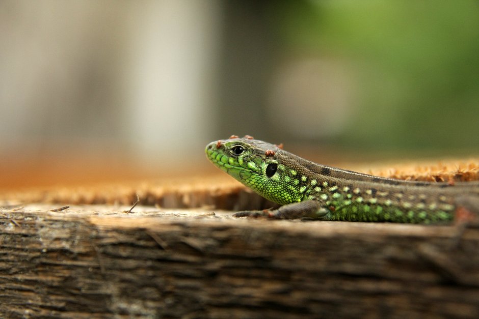 Lacerta Agilis