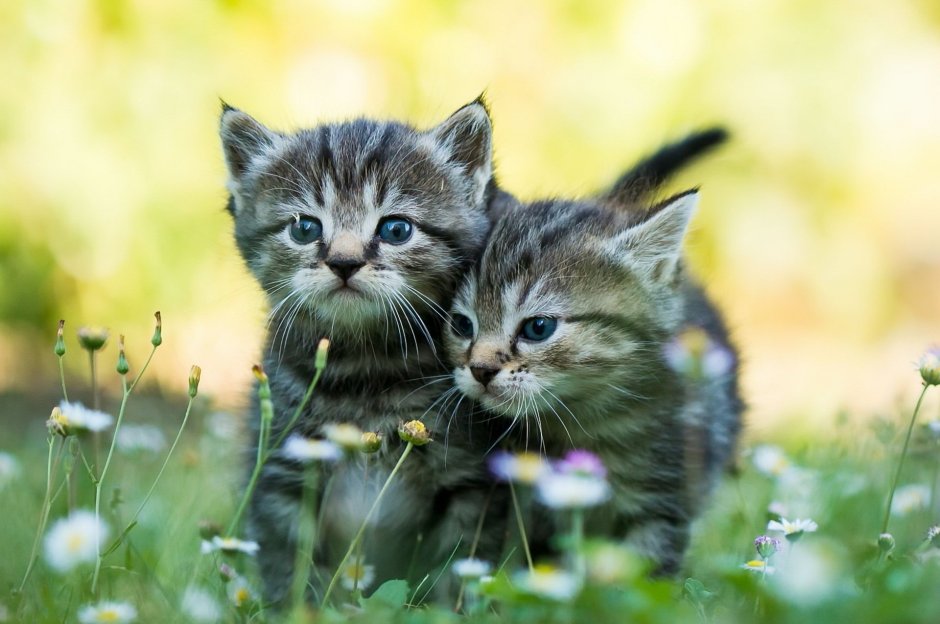 Милые котики