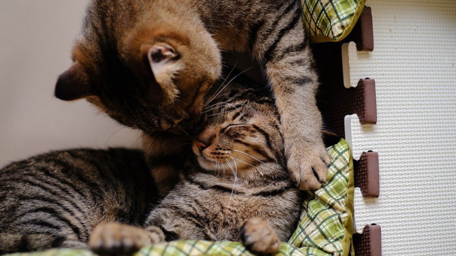 Кот и кошка