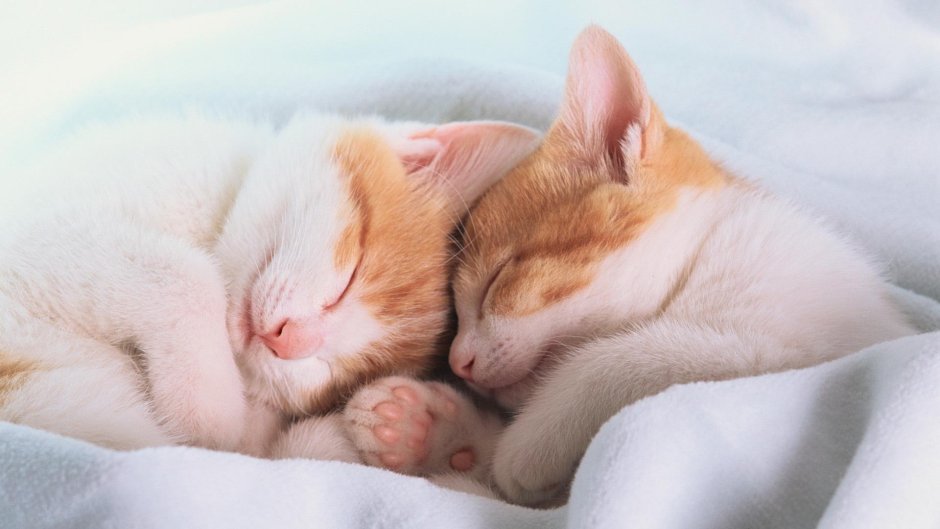 Котенок спит