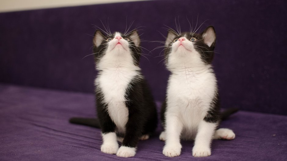 Маленький котенок