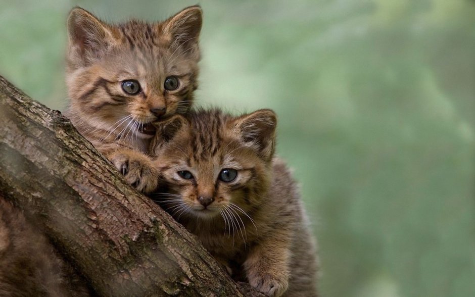 Кошки маленькие