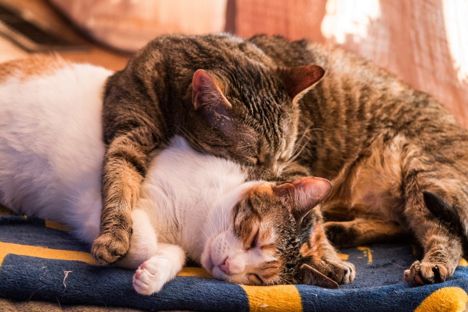 Коты обнимаются