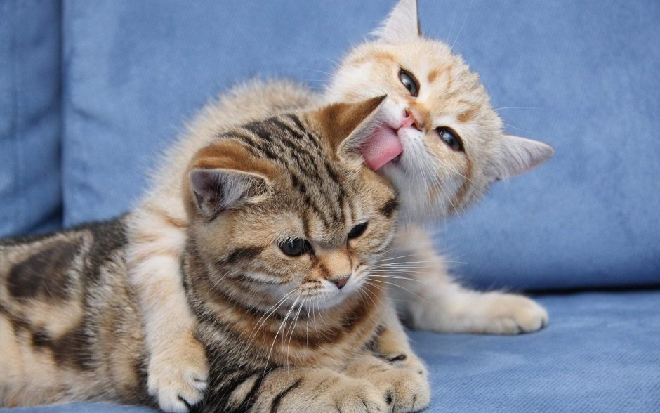 Нежные котята