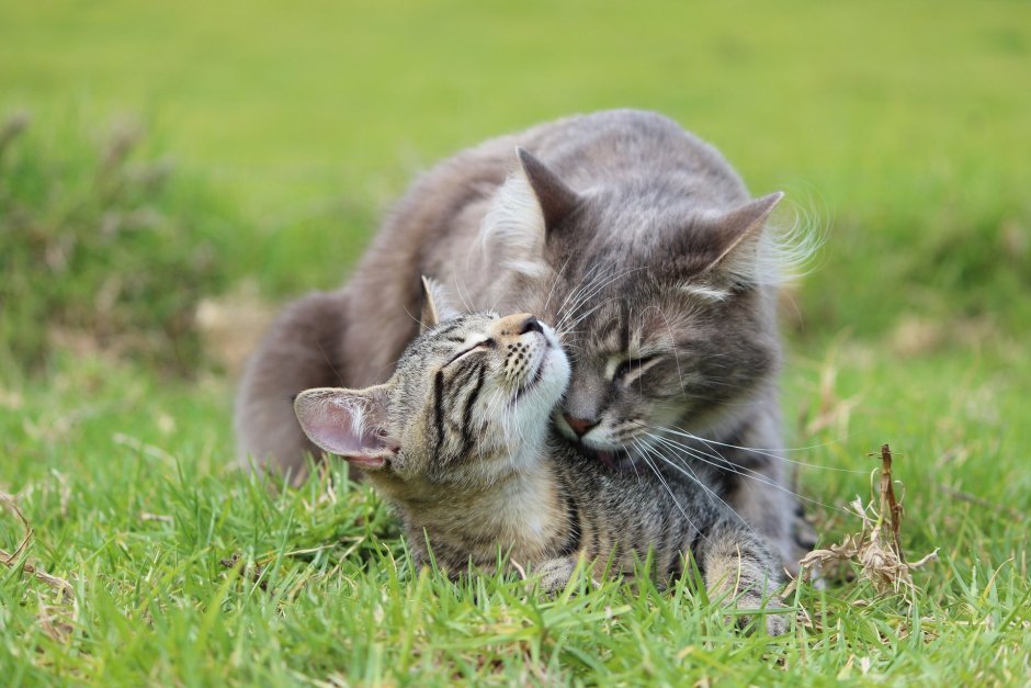 Влюбленные котики