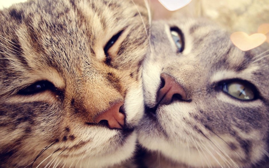 Влюбленные котики