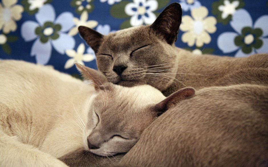 Кошачья любовь