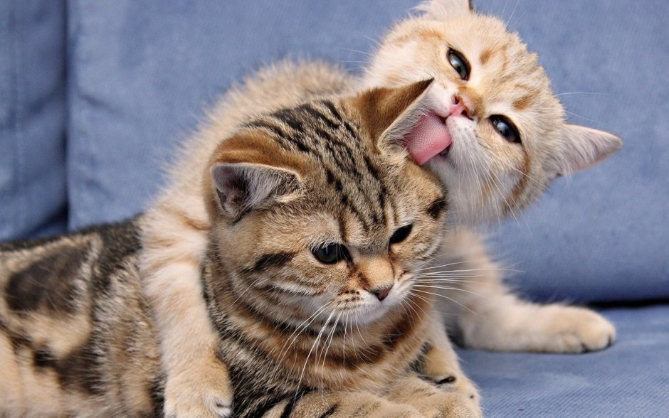 Влюбленные кошки
