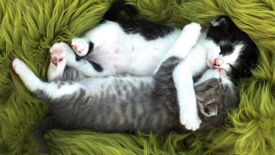 Котенок спит