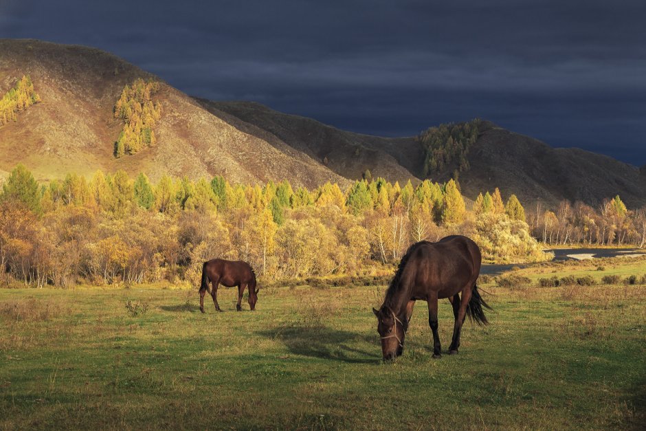 Горы,лошадь и,осень горного Алтая