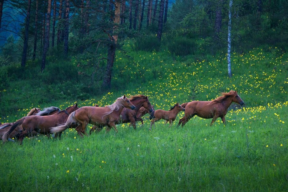 Светлана Казина фотограф Алтай