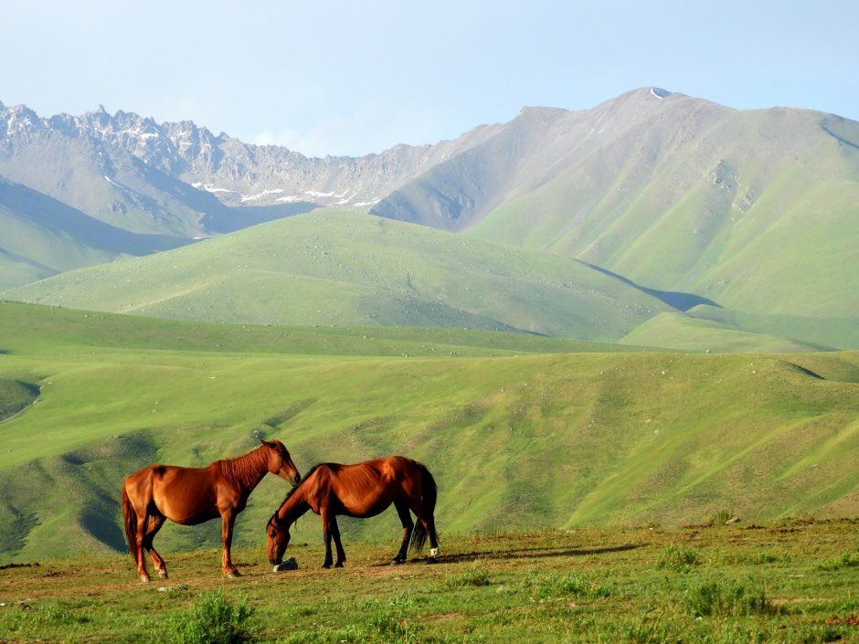Alpine Meadow pasture