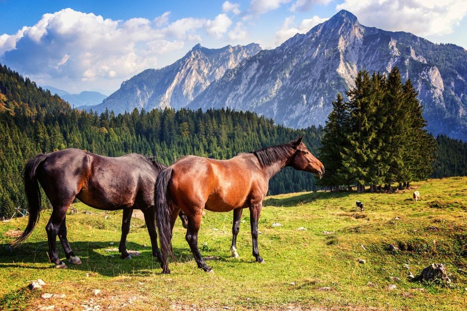 Природа Кыргызстана табун лошадей