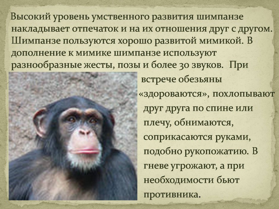 Интересные факты о шимпанзе