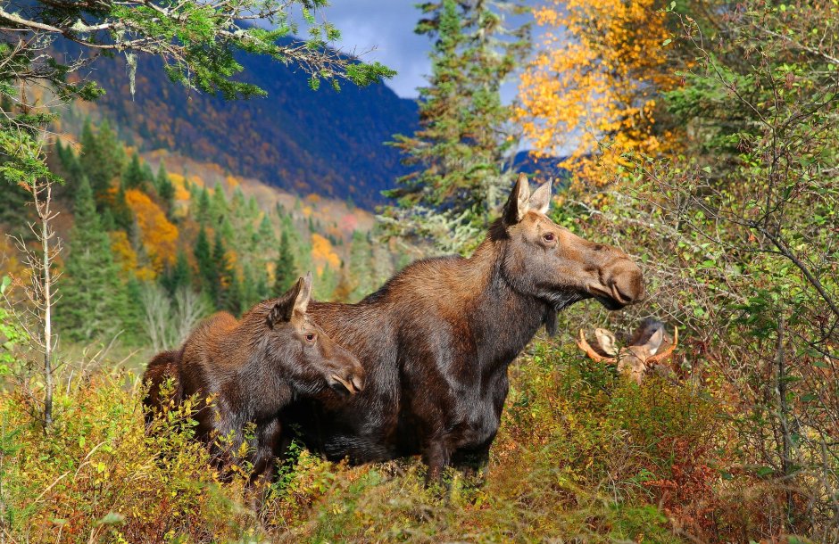 Уссурийский Лось