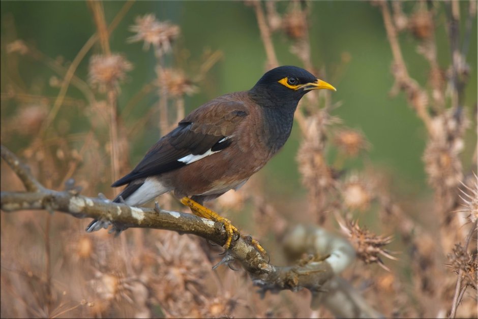 Myna птица