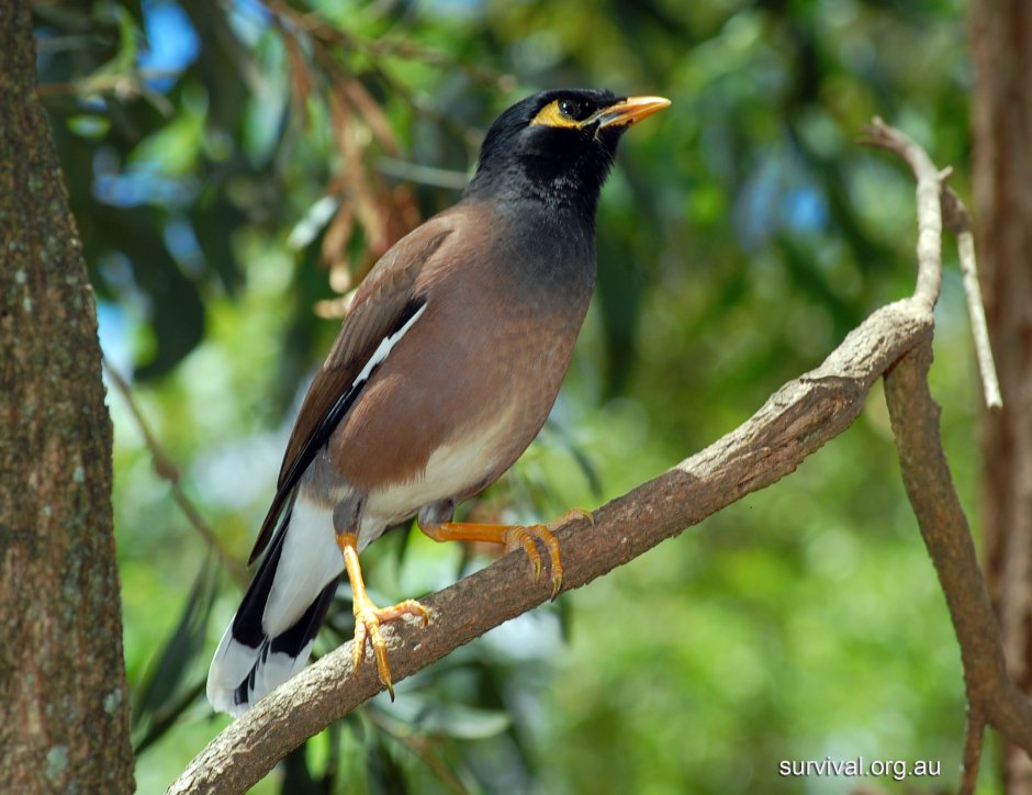 Mynah птица