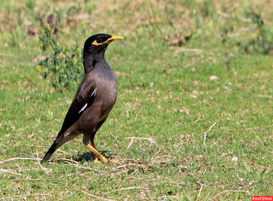 Майна (Acridotheres tristis)
