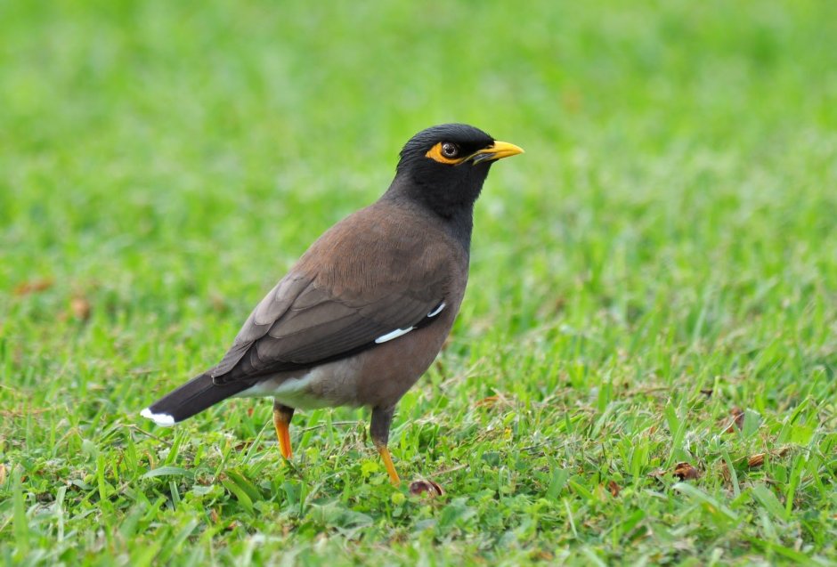 Майна (Acridotheres tristis)