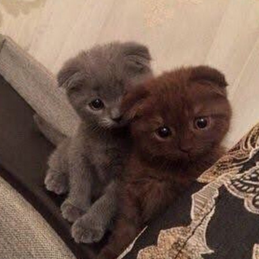 Милые котята Шотландские вислоухие