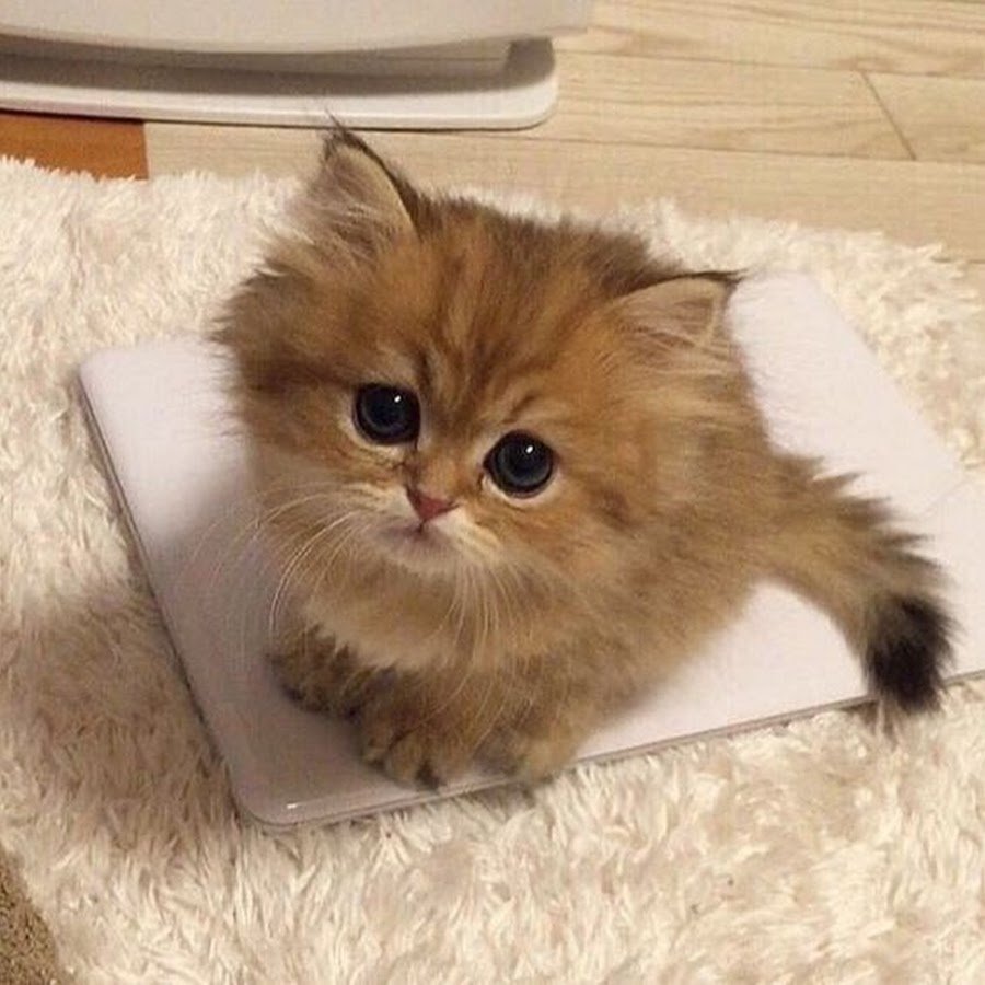 Ультра мега милые котики