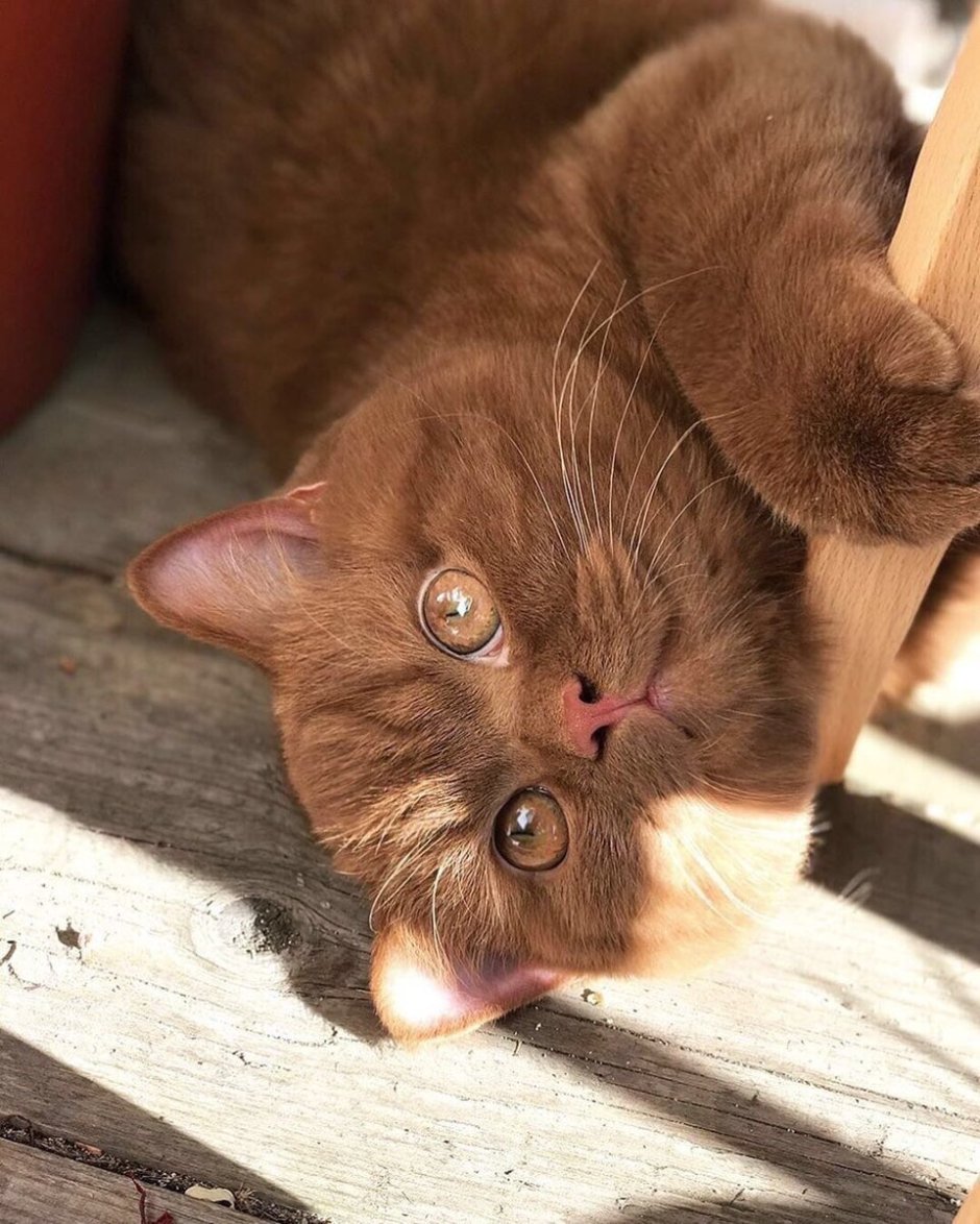 Коричневый кот