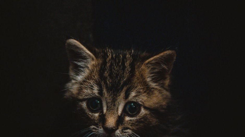 Котик на темном фоне