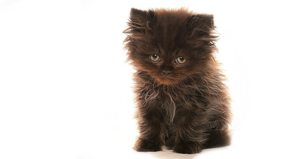 Коричневый котенок